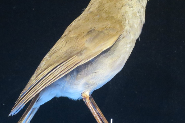 Rufous-backed Robin