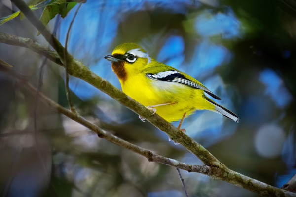 Rufous-backed Sibia