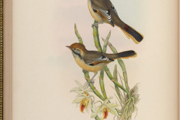 Rufous-backed Sibia