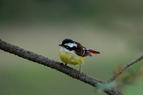 Rufous-backed Sibia