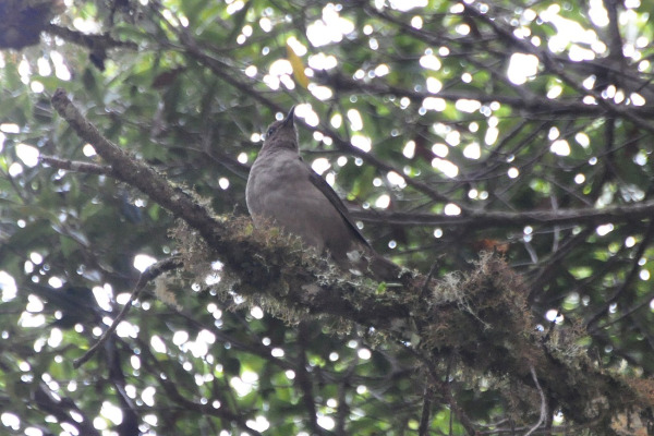 Rufous-backed thrush