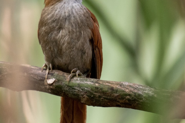 Rufous-backed Treehunter