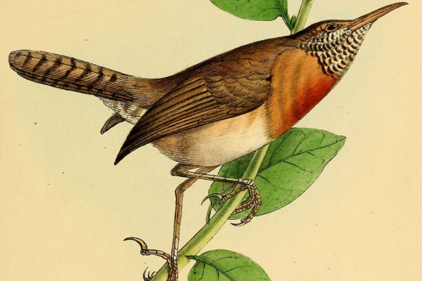 Rufous-backed Wren