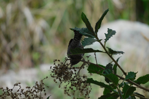 Rufous-backed Wren