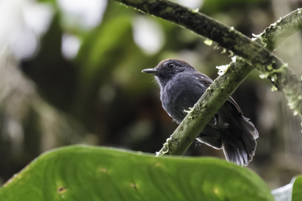 Rufous-banded Antthrush