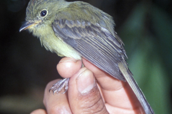 Rufous-banded Tyrannulet