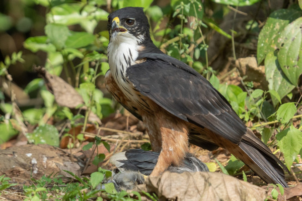 Rufous-bellied Hawk-Eagle