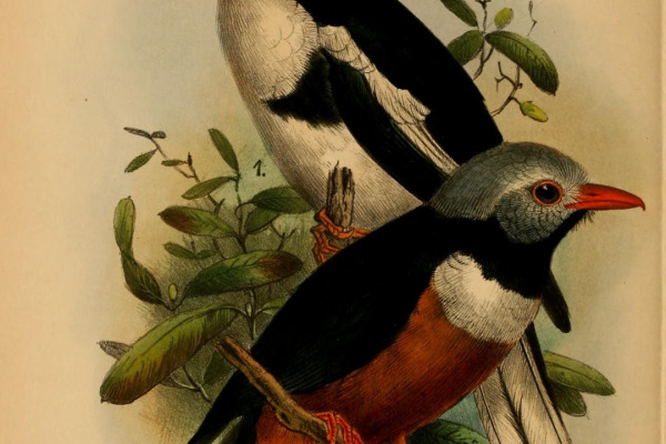 Rufous-bellied Helmetshrike