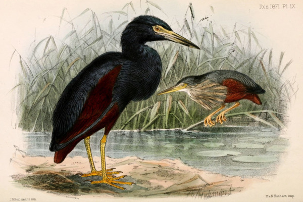 Rufous-bellied Heron