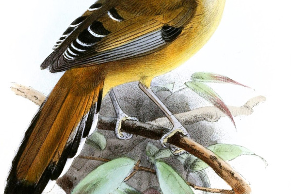 Rufous-bellied Niltava