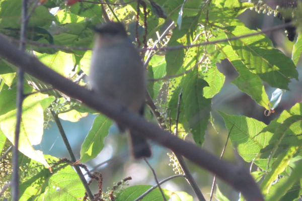 Rufous-bellied Niltava