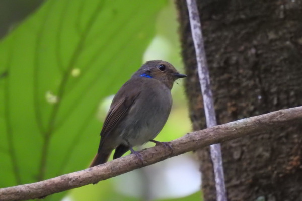 Rufous-bellied Niltava