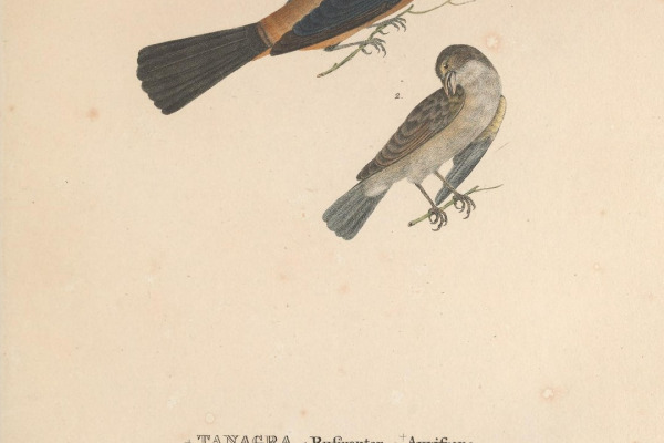 Rufous-bellied Oriole
