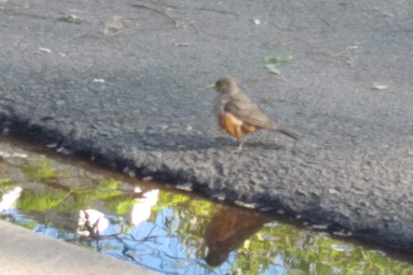 Rufous-bellied Thrush
