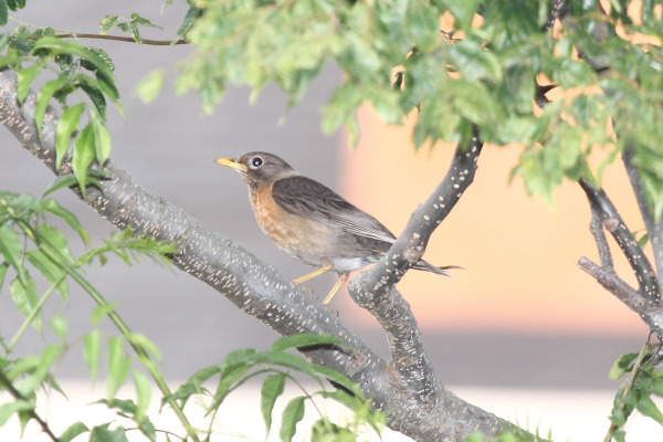 Rufous-bellied Thrush