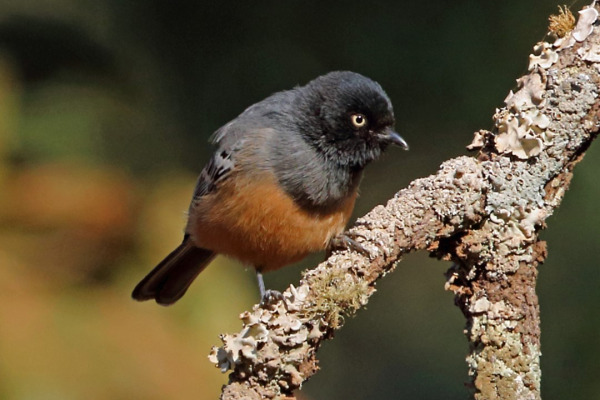 Rufous-bellied Tit