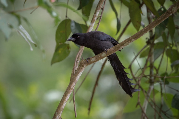 Rufous-bellied Triller