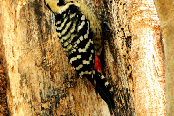 Rufous-bellied Woodpecker