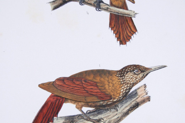 Rufous-bellied Woodpecker