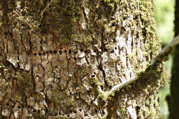 Rufous-bellied Woodpecker