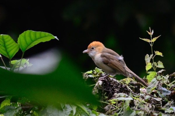 Rufous-breasted Accentor