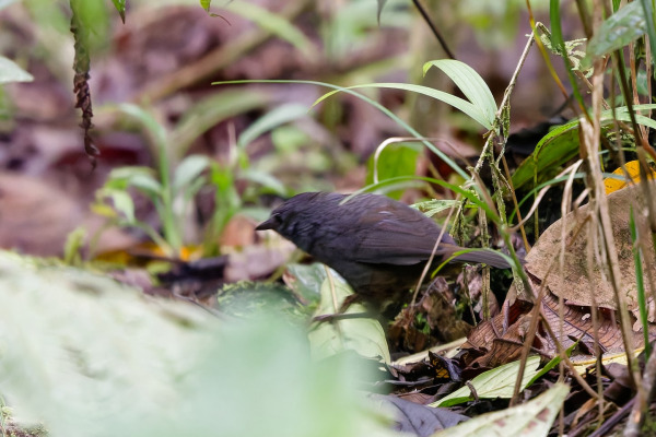 Rufous-breasted Antpitta