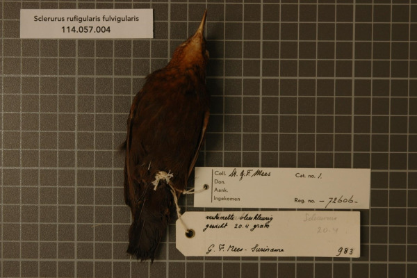 Rufous-breasted Antthrush