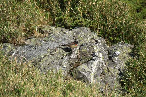 Rufous-breasted Bush Robin