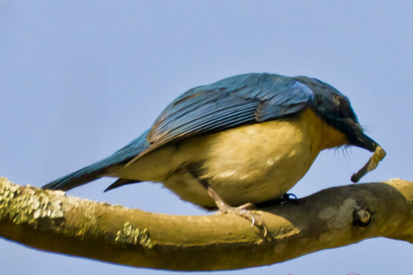 Rufous-breasted Bush Robin