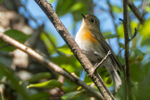 Rufous-breasted Bush Robin