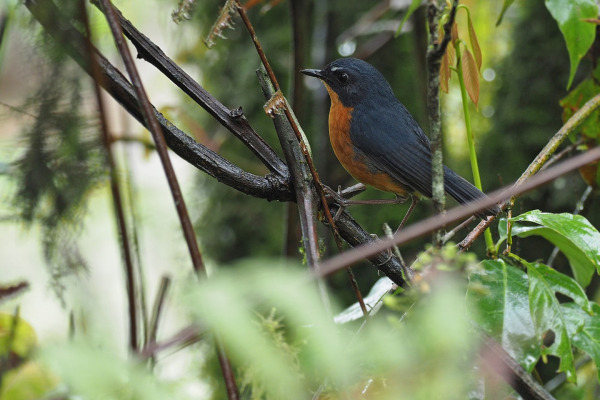 Rufous-breasted Bush Robin