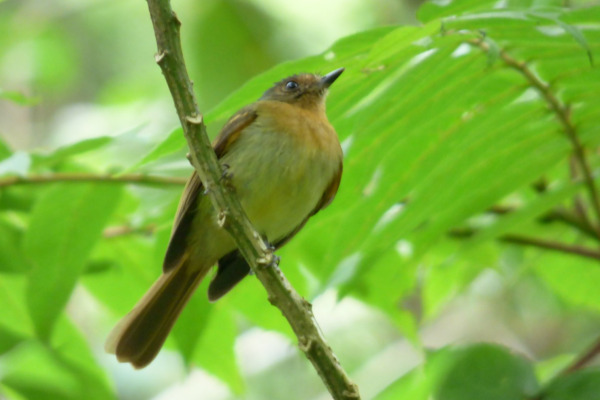 Rufous-breasted Flycatcher