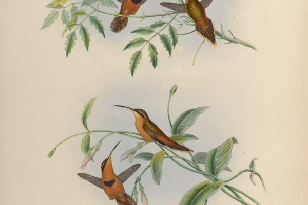 Rufous-breasted Hermit
