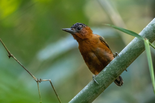 Rufous-breasted Piculet
