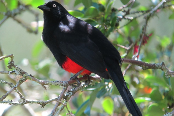 Rufous-breasted Pygmy-Tyrant