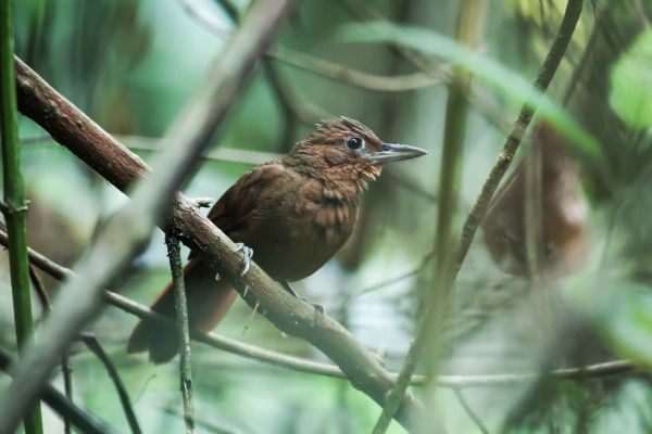Rufous-breasted Spinetail