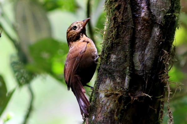 Rufous-breasted Treehunter