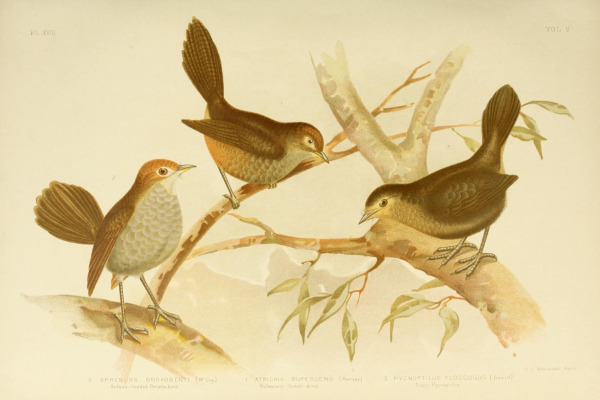 Rufous Bristlebird