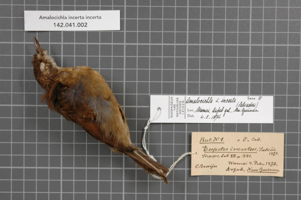 Rufous Bristlebird