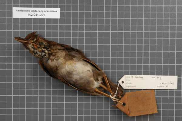 Rufous Bristlebird