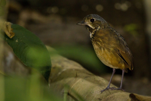 Rufous-browed Antpitta