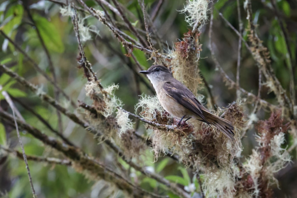 Rufous-browed Peppershrike