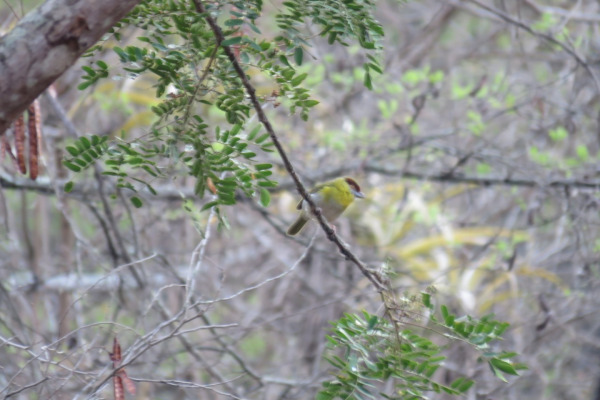 Rufous-browed Peppershrike