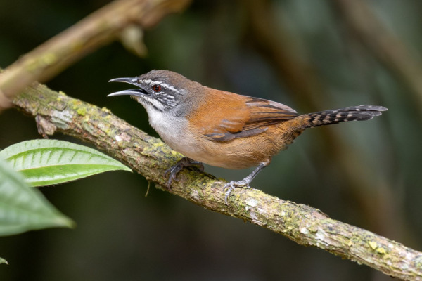 Rufous-browed Peppershrike