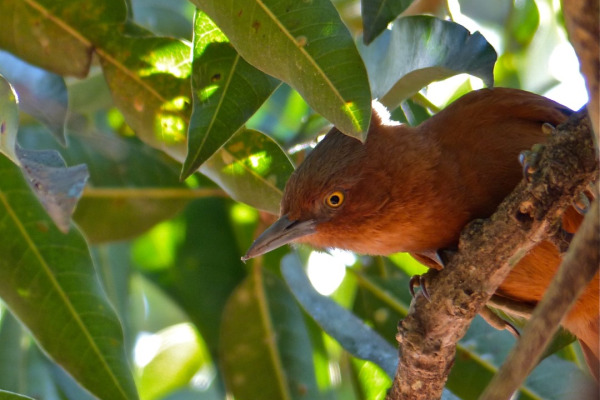 Rufous Cacholote
