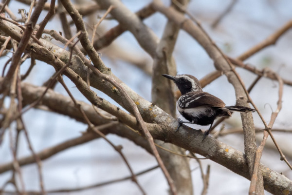 Rufous-capped Antshrike