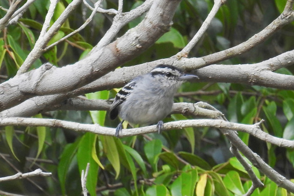 Rufous-capped Antshrike