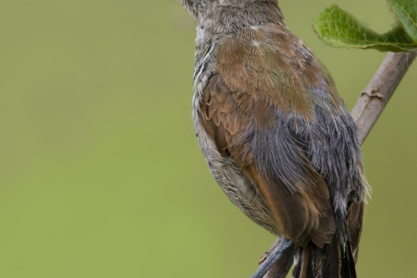 Rufous-capped Antshrike