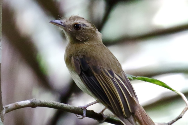Rufous-capped Antshrike