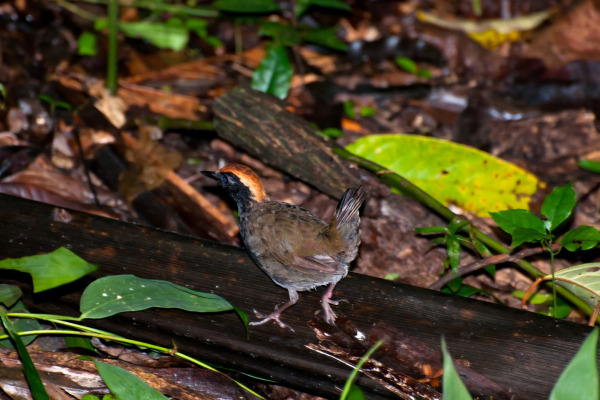 Rufous-capped Antthrush